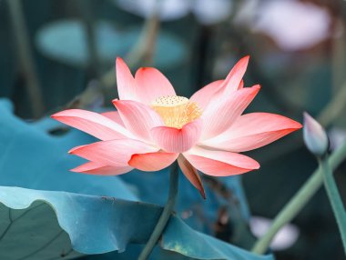 Lotus çiçek bitki Bahçe gölet