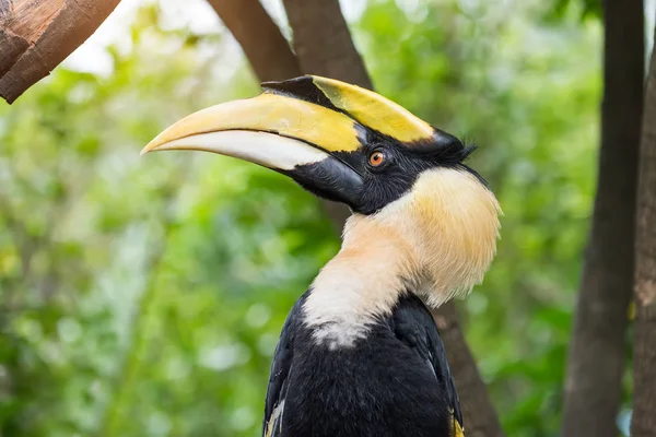 Dzioborożec Wielki Rainforest — Zdjęcie stockowe