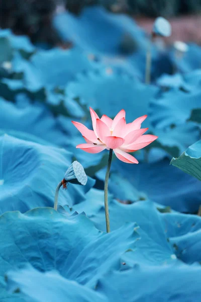 Plantas Flor Lótus Lago Jardim — Fotografia de Stock