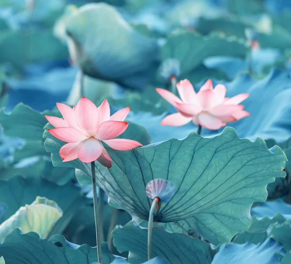 Lotus Blomma Växter Trädgårdsdammen — Stockfoto