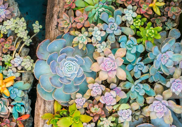 Natuurlijke Achtergrond Cactus Sappige Plant — Stockfoto