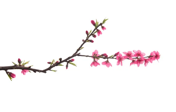 Pink Blossoms Isolated White — Stock Photo, Image