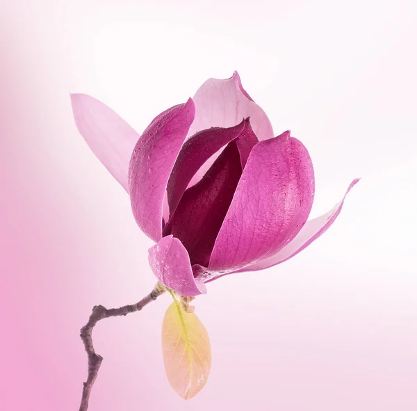 Pink Magnolia Flowers Isolated White Background — Stock Photo, Image