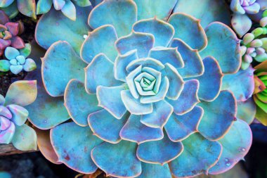  Bahçedeki minyatür sulu bitkiler