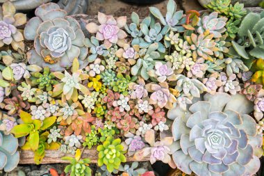  Bahçedeki minyatür sulu bitkiler