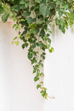 sarmaşık yaprakları beyaz arkaplanda izole edilmiş