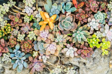 Doğal arka plan Kaktüs sulu bitkisi