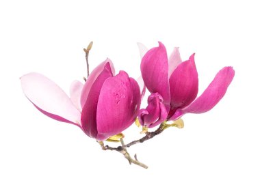 Beyaz arkaplanda izole edilmiş pembe manolya çiçekleri