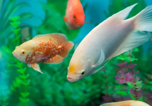 Rote Und Goldene Fische — Stockfoto