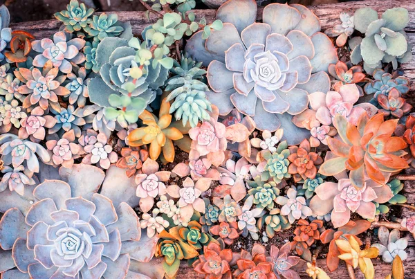 Natural background Cactus succulent plant — Stock Photo, Image