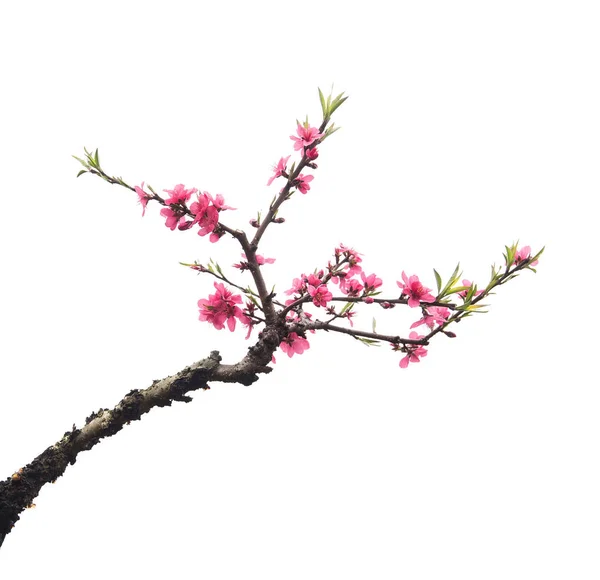 Pink blossoms — Stock Photo, Image