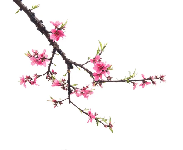 Pink blossoms — Stock Photo, Image