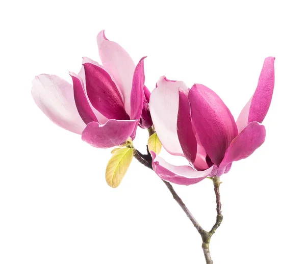 Roze magnolia bloemen geïsoleerd op witte achtergrond — Stockfoto