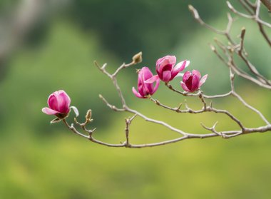 Bahçedeki pembe manolya çiçeği