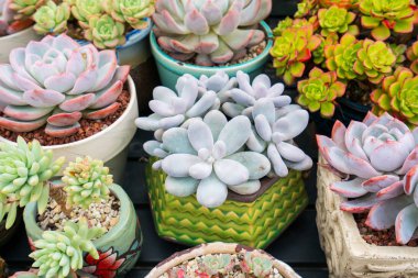 Yerdeki sulu bitkiler.