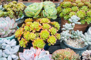 Yerdeki sulu bitkiler.