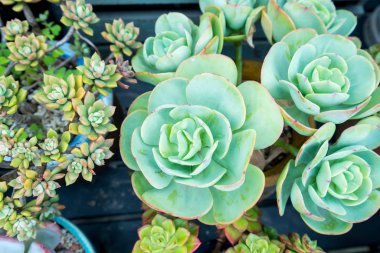 Yerdeki sulu bitkiler.