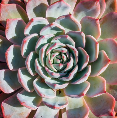 Yerdeki sulu bitkiler.