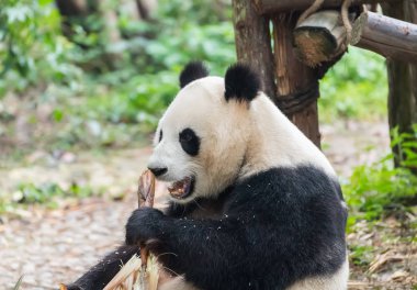 Chengdu vahşi hayvanat bahçesinde bambu yiyen dev panda.
