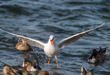 Martı denizin üzerinde uçuyor.