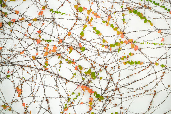 ivy leaves isolated on a white background
