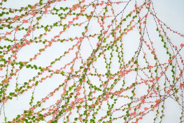 Feuilles Lierre Isolées Sur Fond Blanc — Photo