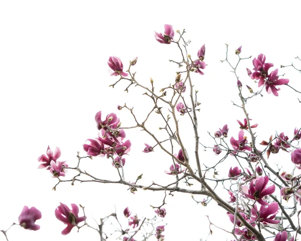 Magnolia Fiore Isolato Sfondo Bianco — Foto Stock