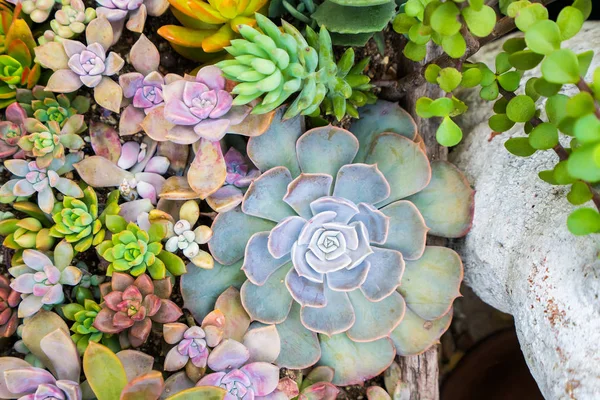 Plantas Suculentas Dispuestas Sobre Terreno — Foto de Stock