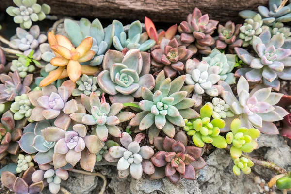 식물들 — 스톡 사진