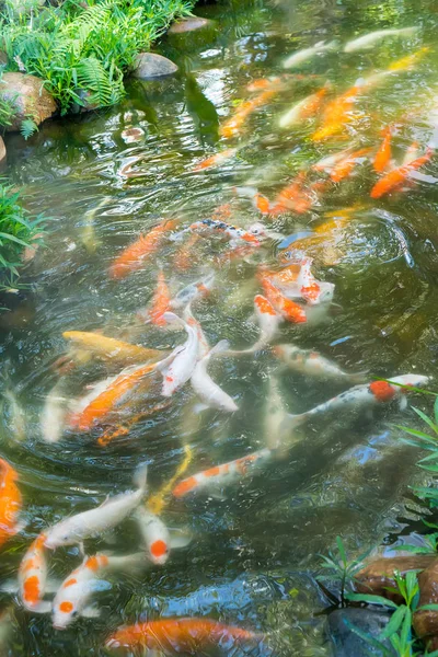 Koi Fishes Pond — Stock Photo, Image