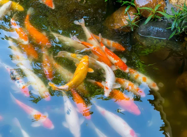 Koi Fishes Pond — Stock Photo, Image