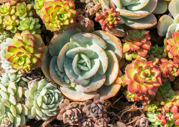 Plantas Suculentas Dispuestas Sobre Terreno —  Fotos de Stock