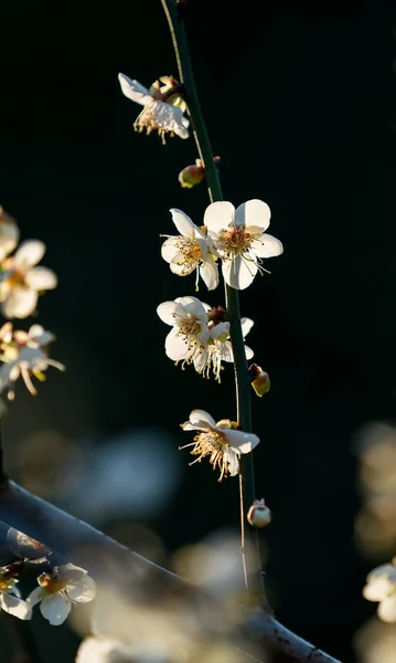 黒の背景に白い梅が咲く — ストック写真