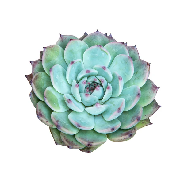 Succulente Installatie Geïsoleerd Wit — Stockfoto