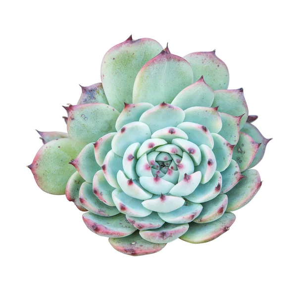 Plante Succulente Isolée Sur Blanc — Photo