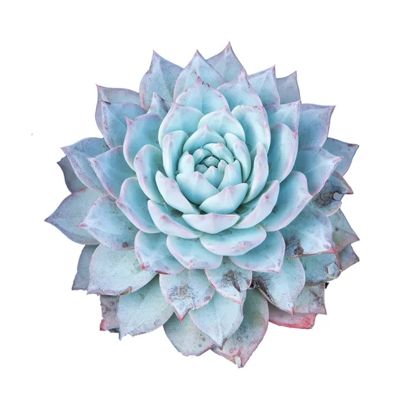 Plante Succulente Isolée Sur Blanc — Photo