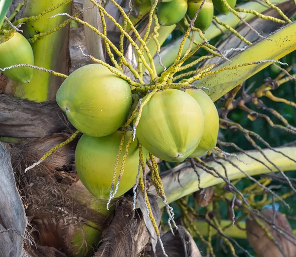Bir Sürü Meyveli Hindistan Cevizi Ağacı — Stok fotoğraf