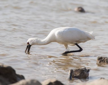 Kaşıkçı maddeler waterland içinde