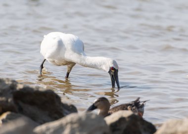 Kaşıkçı maddeler waterland içinde
