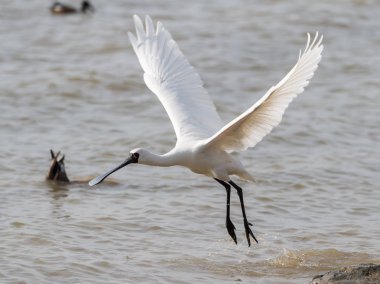 Kaşıkçı maddeler waterland içinde