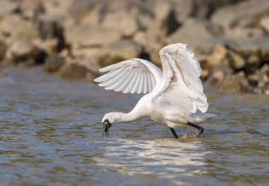 Kaşıkçı maddeler waterland içinde