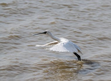 Kaşıkçı maddeler waterland içinde
