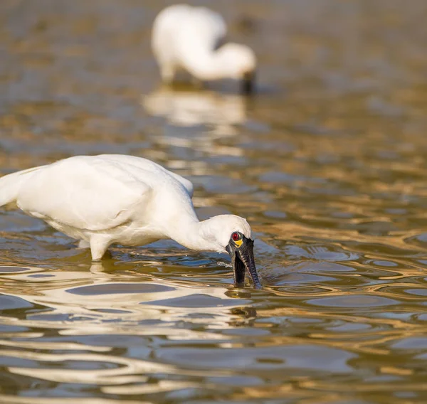 Black Faced Spoonbill Waterland — Stock Photo, Image