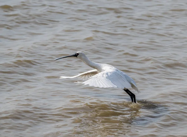 Black Faced Spoonbill Waterland — Stock Photo, Image