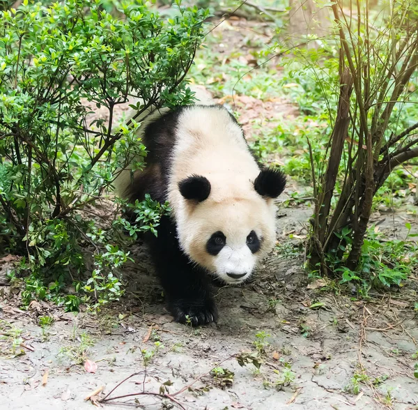 Gigante Panda Comer Bambu Chengdu Selvagem Zoológico — Fotografia de Stock
