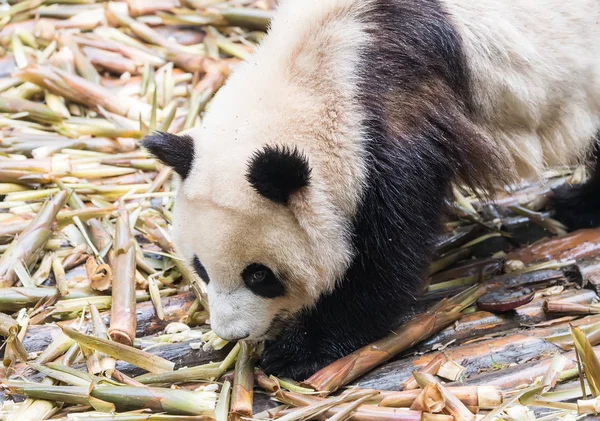 Reusachtige Panda Eten Bamboe Chengdu Wilde Dierentuin — Stockfoto