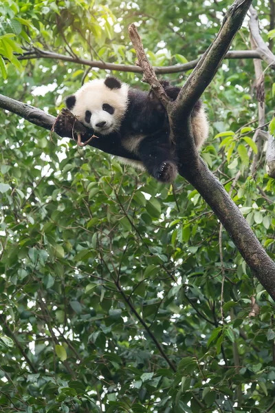 Dziecko Olbrzym Panda Drzewie — Zdjęcie stockowe