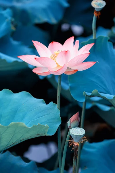 Lotusblomma Och Lotus Blomma Växter — Stockfoto