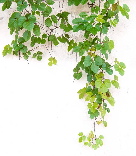 Feuilles Lierre Isolées Sur Fond Blanc — Photo