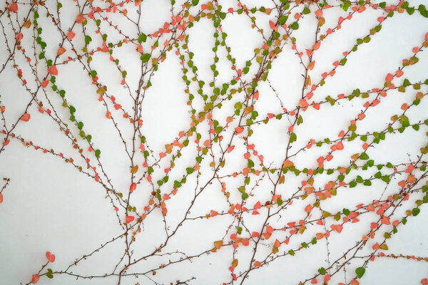 ivy leaves isolated on a white background